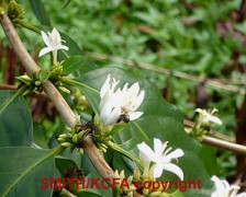 Coffee Flower